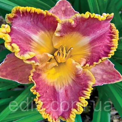 Лілейник French Lingerie