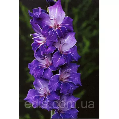 Гладіолус Violetta 10/12 3 шт./уп., великоквітковий