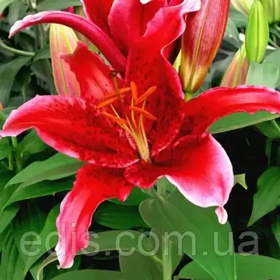 Лілія орієнтальна тигрова Red Flash 1 цибулина 12/14