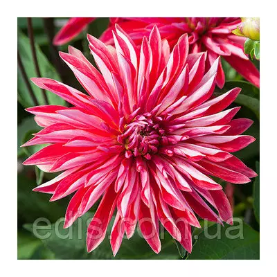 Жоржина високоросла Selina