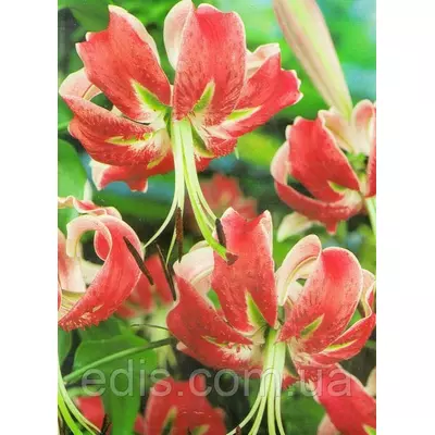Лілія звисаюча Red Twinkle (Ред Твінкл) 1 цибулина 12/14