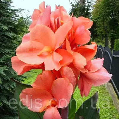 Канна темнолиста Tirol