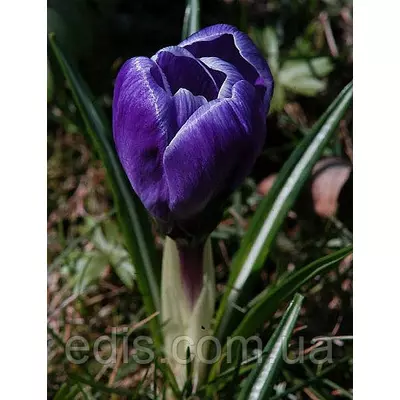 Крокус Великоквітковий Negro Boy 5 цибулин