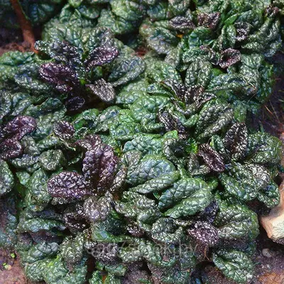 Аюга (Живучка) Metallica Crispa (Металіка Кріспа), саджанець