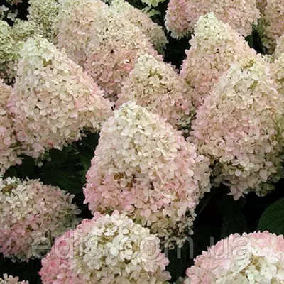 Гортензія Magical Sweet Summer у контейнері