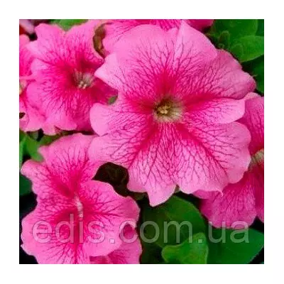 Сурфінія Роузі Вельвет F1, 10 насінин-драже, Яскрава PREMIUM